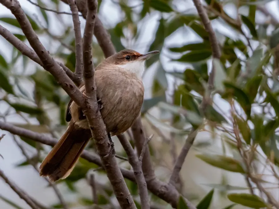 File:Tarphonomus certhioides Chaco Earthcreeper, Los Túneles, Córdoba, Argentina.jpg