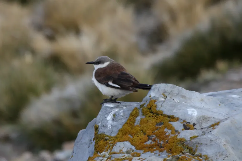 File:White-bellied Cinclodes (Cinclodes palliatus).jpg
