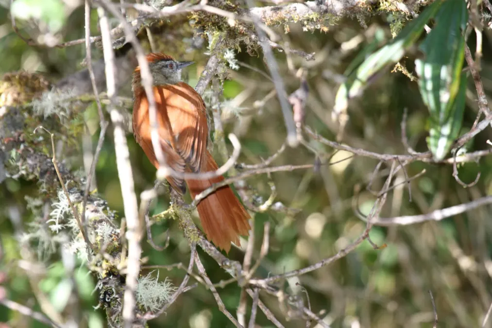 File:Marcapata Spinetail (Cranioleuca marcapatae).jpg