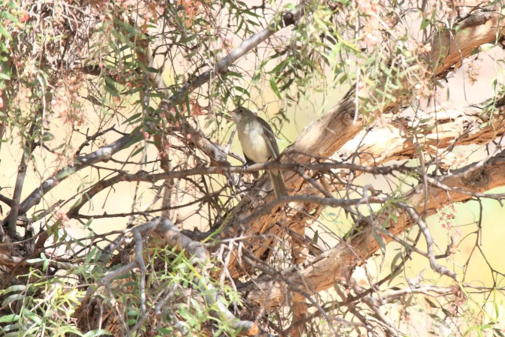 File:Highland Elaenia (Elaenia obscura).jpg