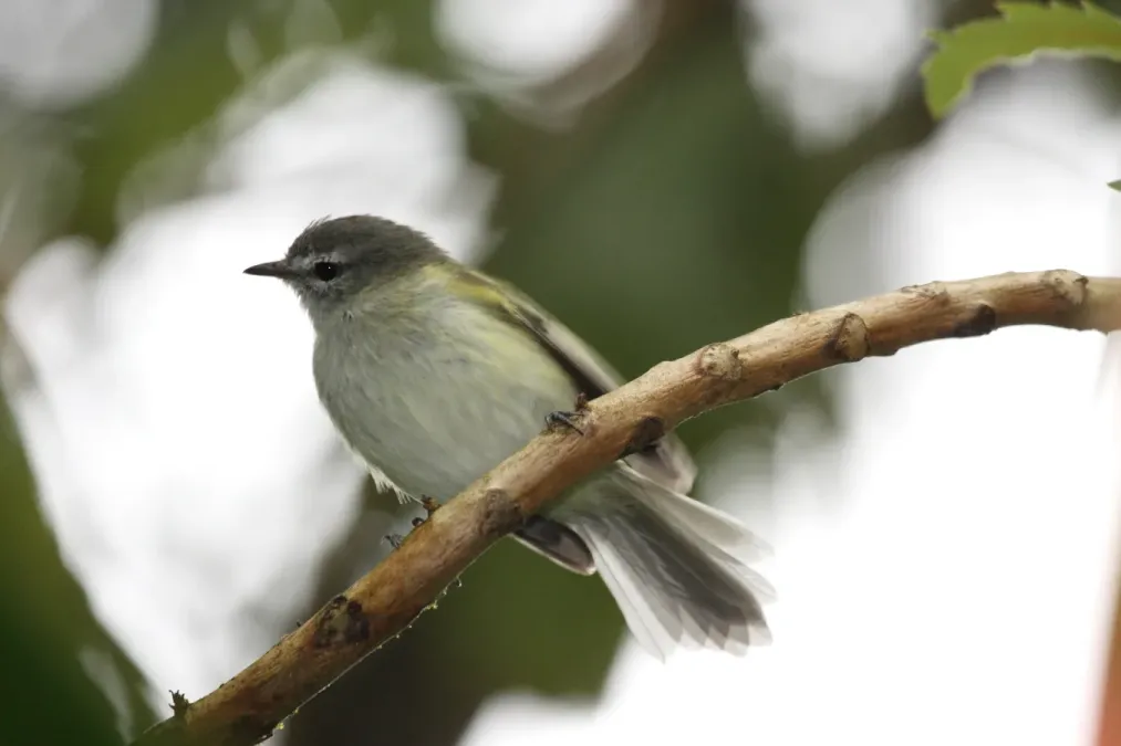 File:Sclater's Tyrannulet (Phyllomyias sclateri).jpg