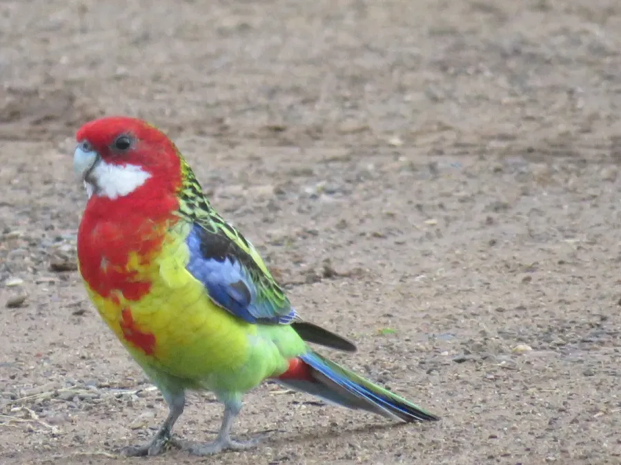 File:Eastern rosellas (Platycercus eximius) at Toogong, NSW, July 2022 03.jpg