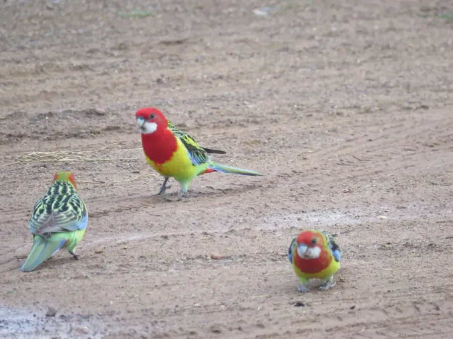File:Eastern rosellas (Platycercus eximius) at Toogong, NSW, July 2022 05.jpg