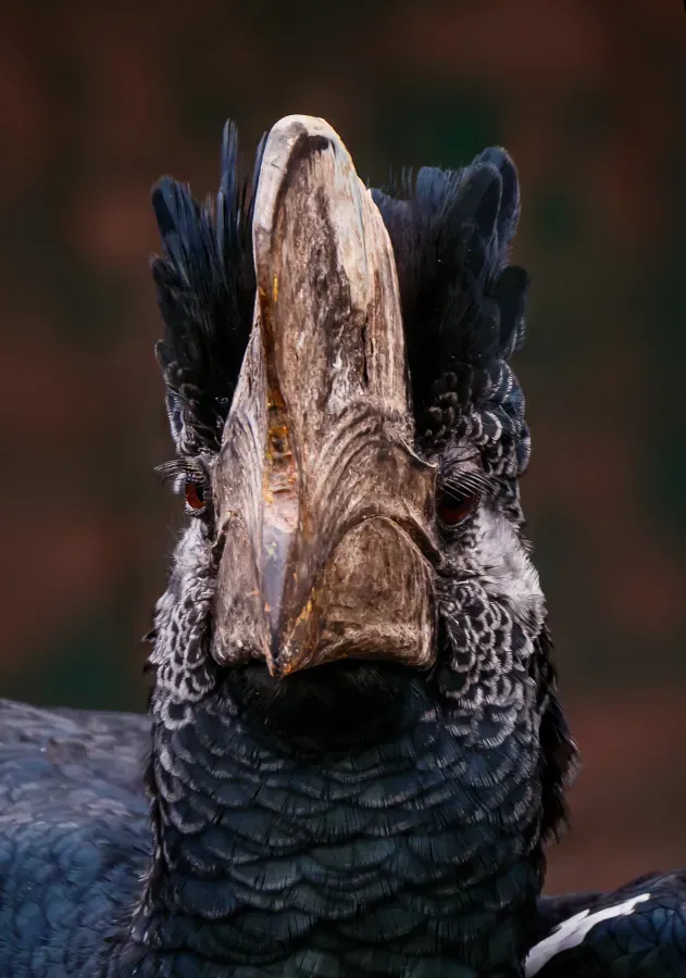 File:Bycanistes subcylindricus - Forst - 01.jpg