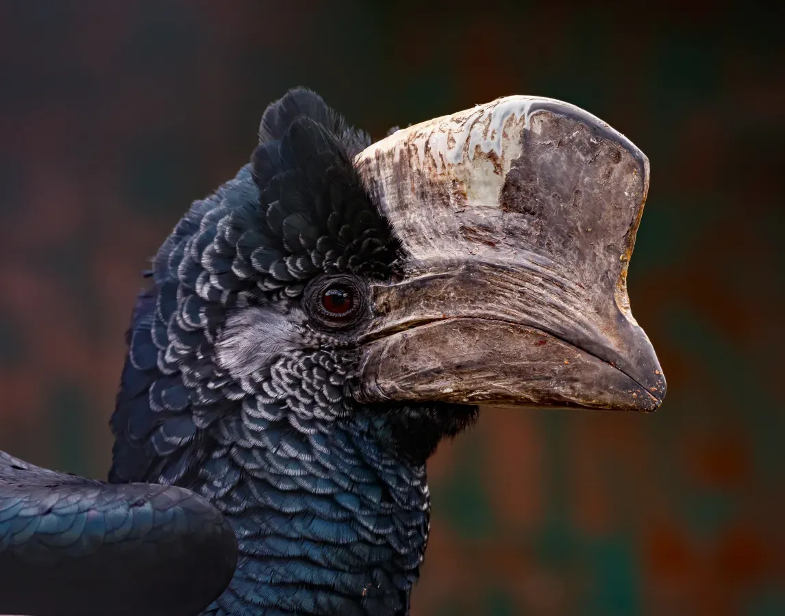 File:Bycanistes subcylindricus - Forst - 03.jpg