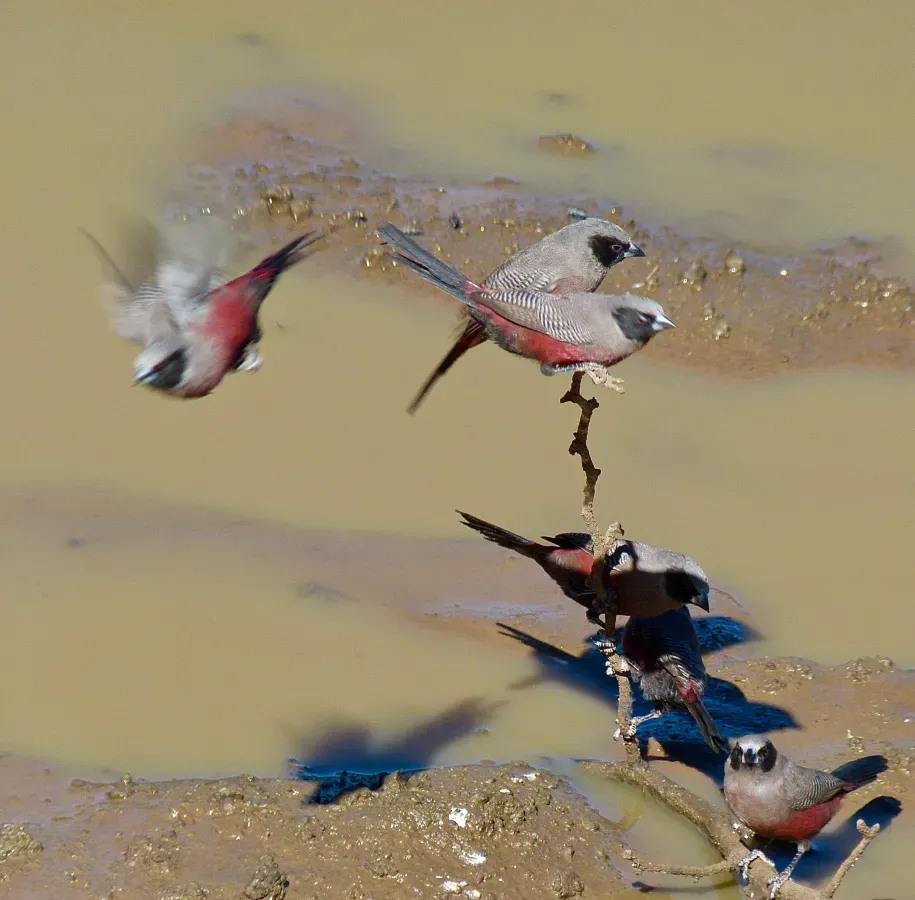File:Black-faced Waxbills (Brunhilda erythronotos) (50869360452).jpg