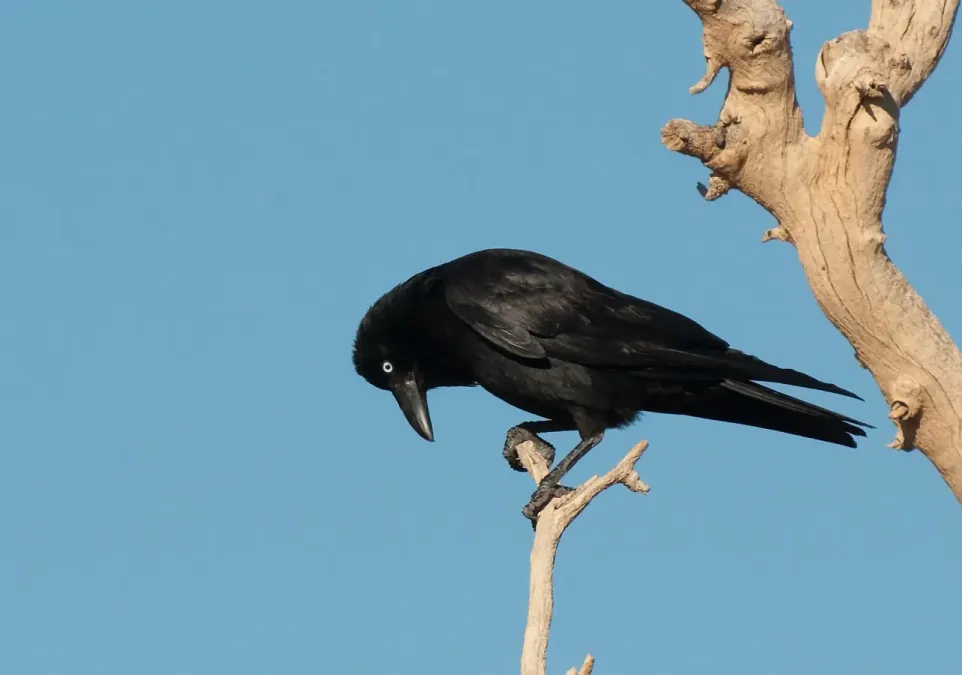 File:Corvus bennetti 26540836.jpg