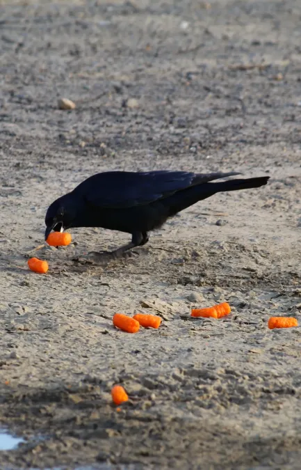 File:Corvus imparatus 160874731.jpg
