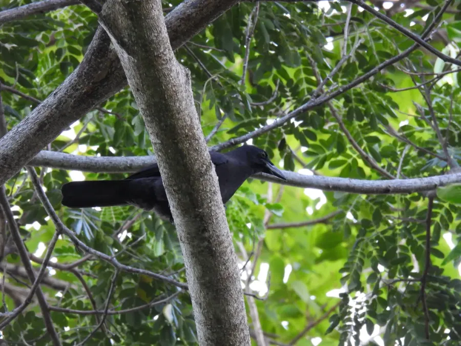 File:Corvus jamaicensis 177285653.jpg