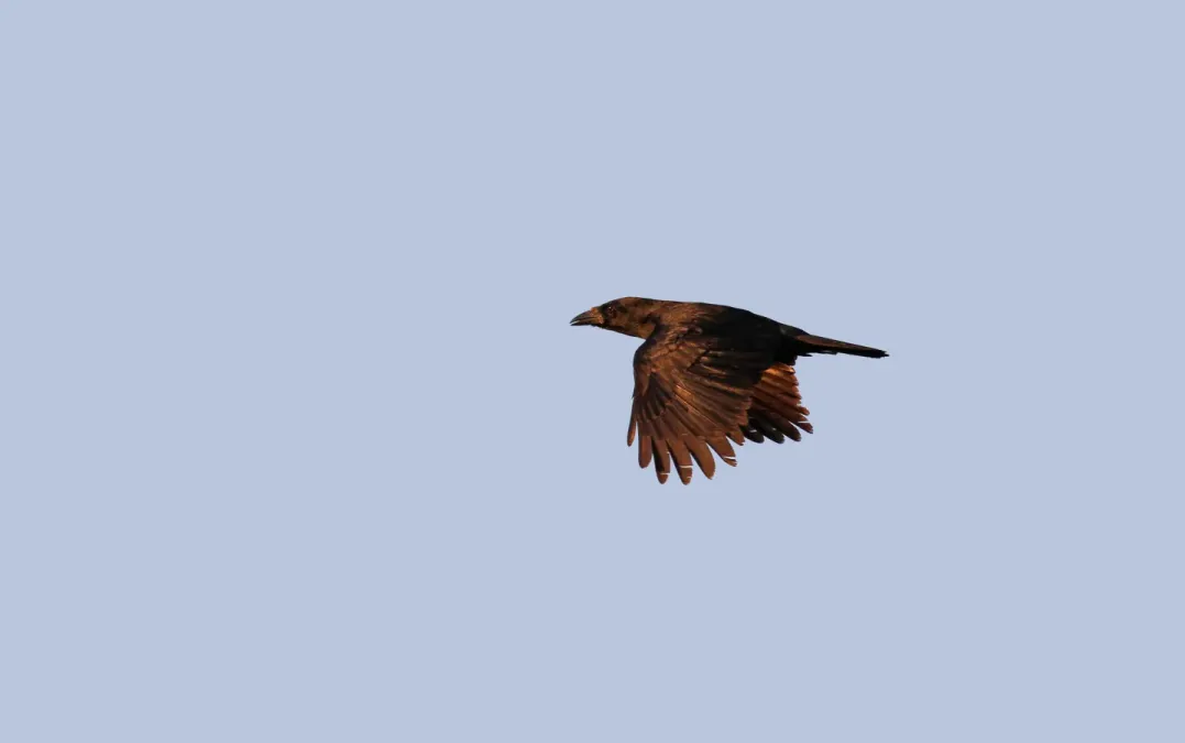 File:Corvus palmarum minutus 104123701.jpg