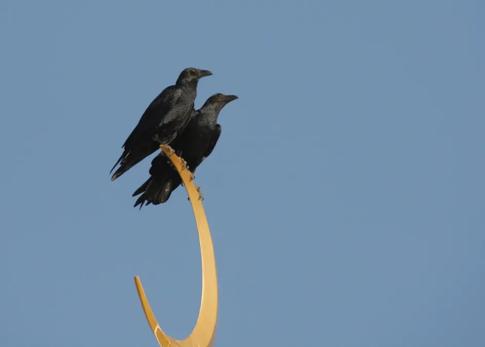File:Corvus rhipidurus 91598565.jpg