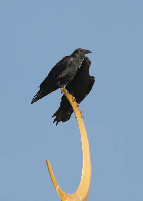 File:Corvus rhipidurus 91598551.jpg
