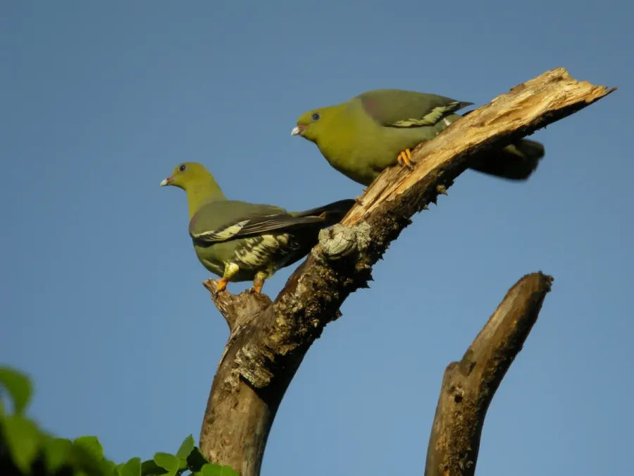 File:Treron australis -Ankarafantsika National Park, Mahajanga Province, Madagascar -two-8.jpg