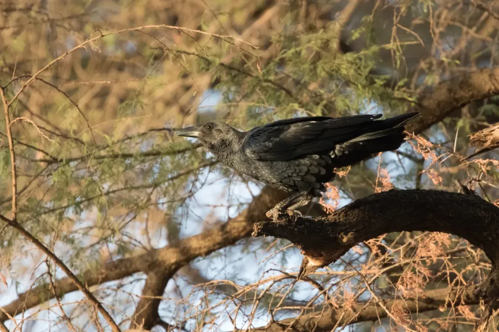 File:Corvus rhipidurus 155958810.jpg