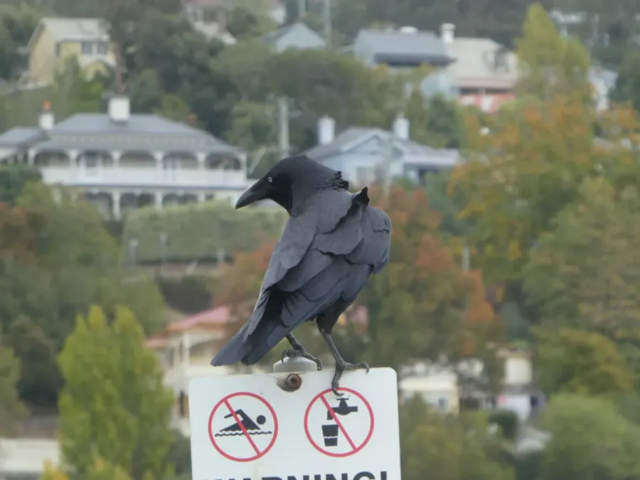 File:Corvus tasmanicus 34350682.jpg