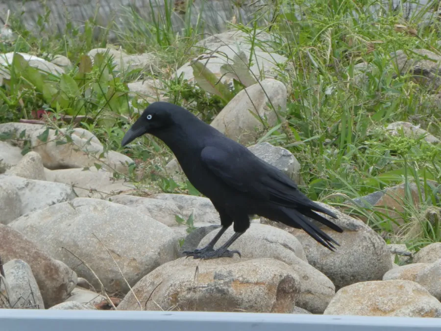 File:Corvus tasmanicus 34350748.jpg