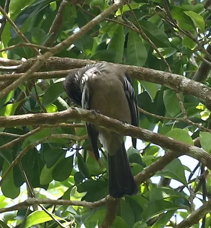 File:Philemon diemenensis 113694388 (cropped).jpg