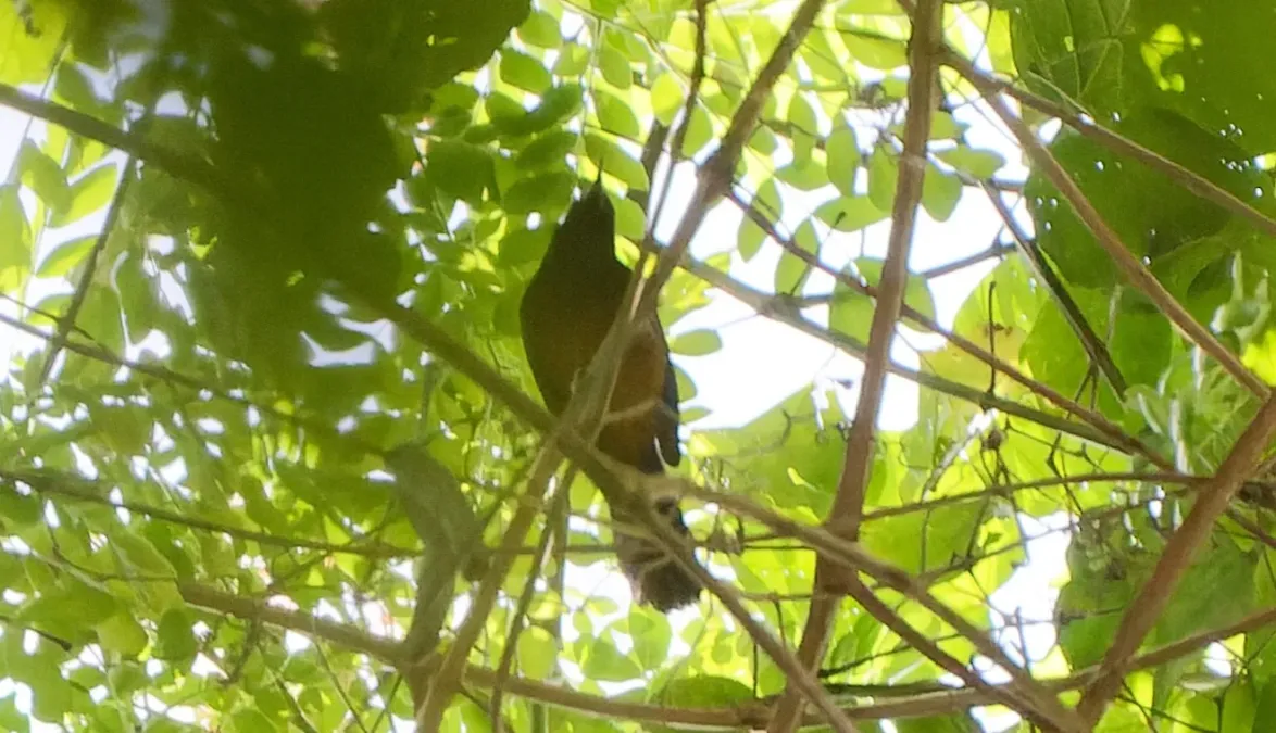 File:Icterus bonana May 2022.jpg