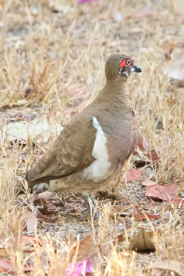 File:Geophaps smithii smithii, Yellow Waters, Kakadu National Park, Australia DSC 6130.jpg