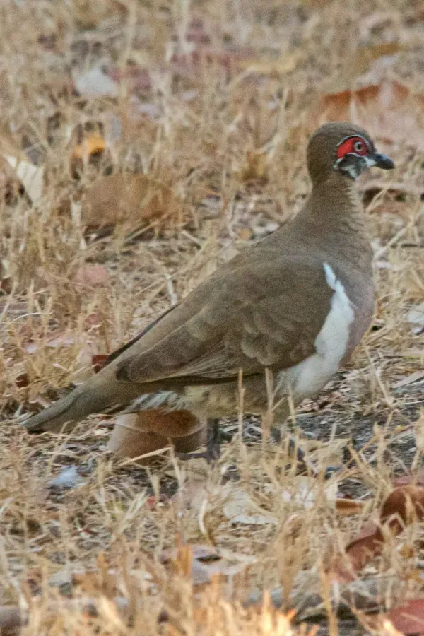 File:Geophaps smithii smithii, Yellow Waters, Kakadu National Park, Australia DSC 6129.jpg