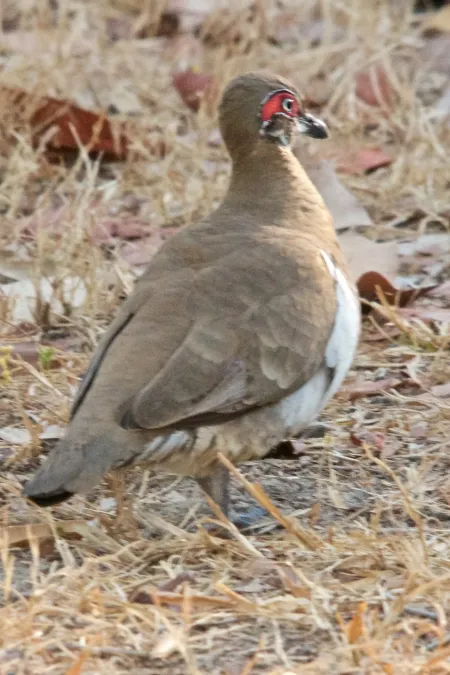 File:Geophaps smithii smithii, Yellow Waters, Kakadu National Park, Australia DSC 6126.jpg