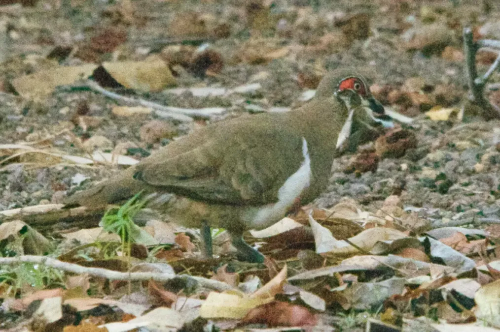 File:Geophaps smithii smithii, Yellow Waters, Kakadu National Park, Australia DSC 6111.jpg