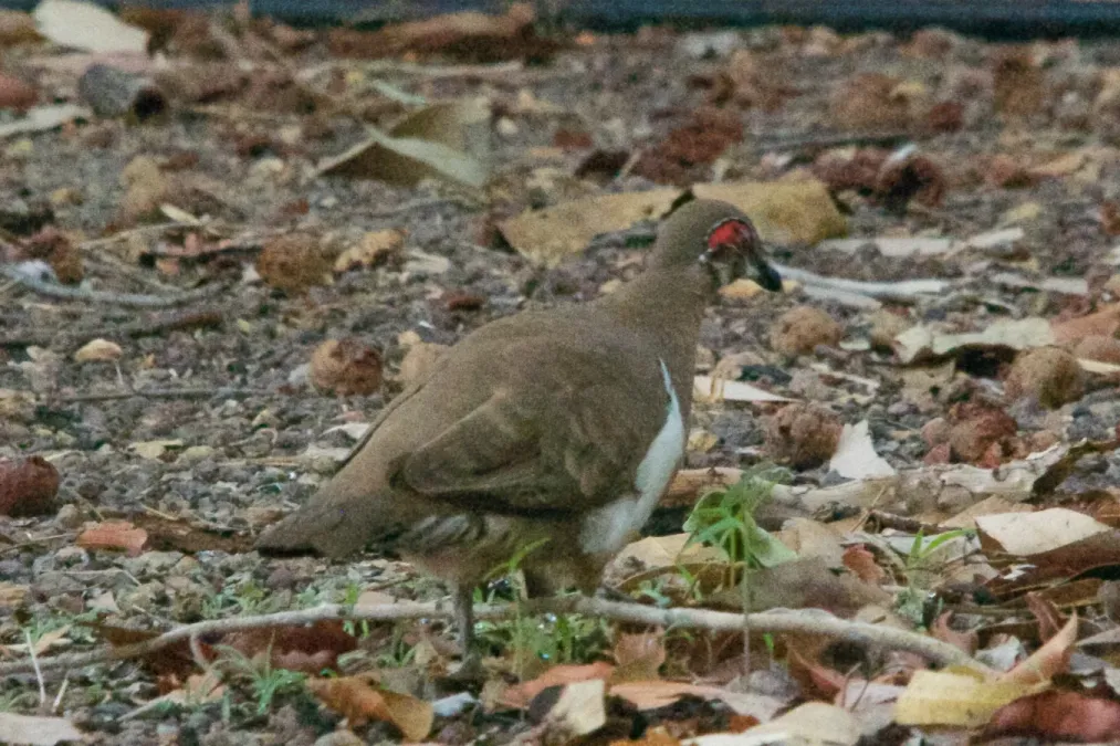 File:Geophaps smithii smithii, Yellow Waters, Kakadu National Park, Australia DSC 6110.jpg