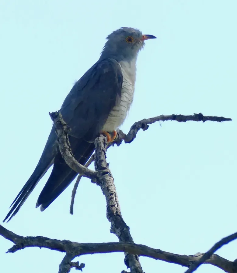 File:African Cuckoo (Cuculus gularis) (52235195503).jpg