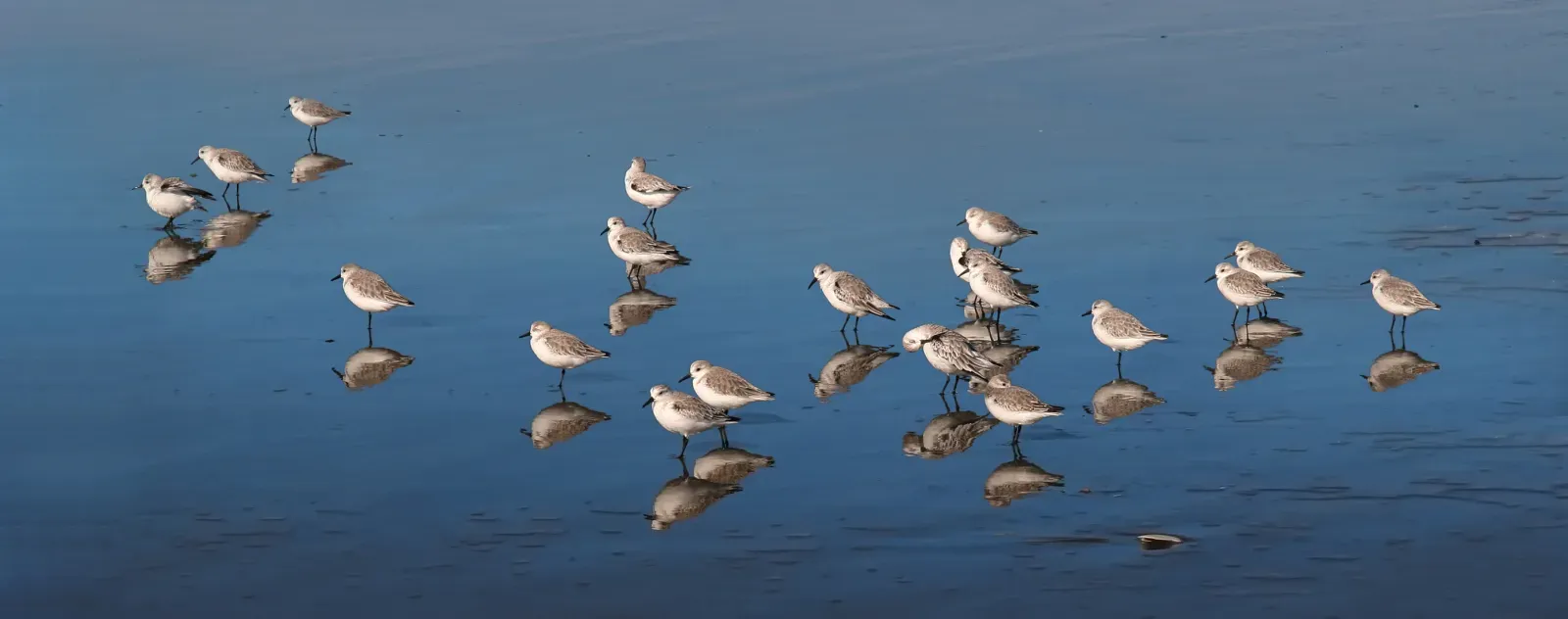 File:Calidris alba at Ocean Beach, San Francisco, California - 20101116.jpg