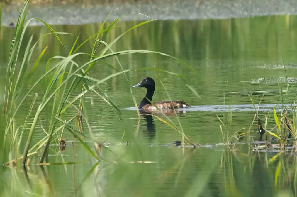 File:Aythya baeri male.jpg