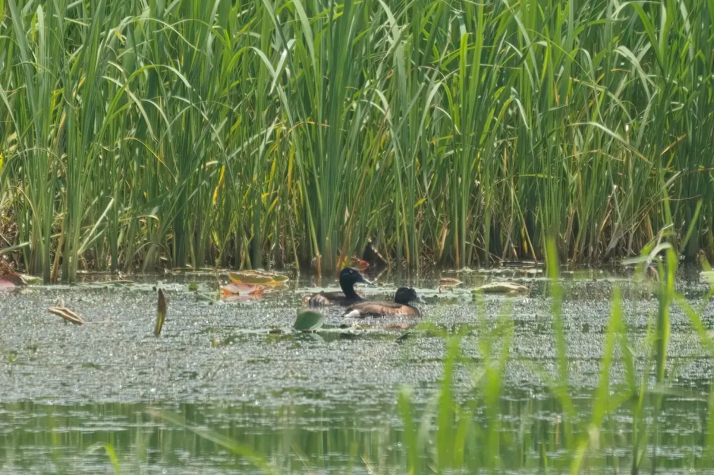 File:Aythya baeri pair.jpg