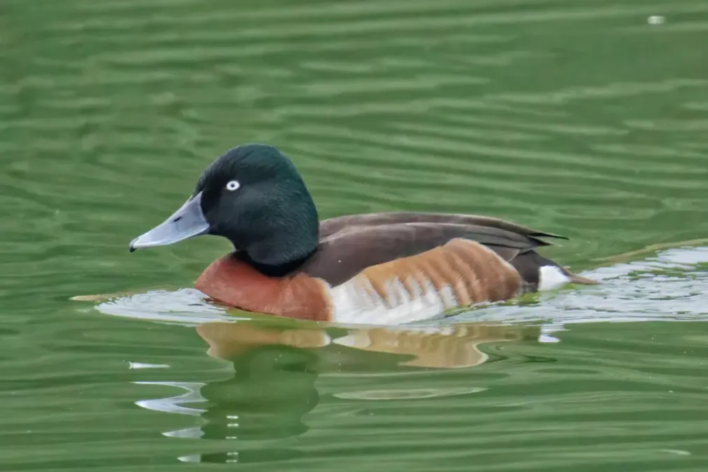 File:Aythya baeri cropped.jpg