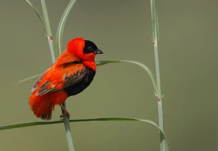 File:Euplectes franciscanus -Kotu Creek, Western Division, The Gambia -male-8.jpg