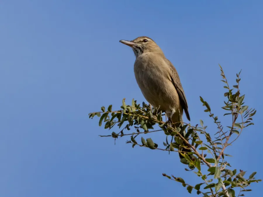 File:Agriornis micropterus Gray-bellied Shrike-tyrant, Los Túneles de Las Palmas, Córdoba, Argentina.jpg
