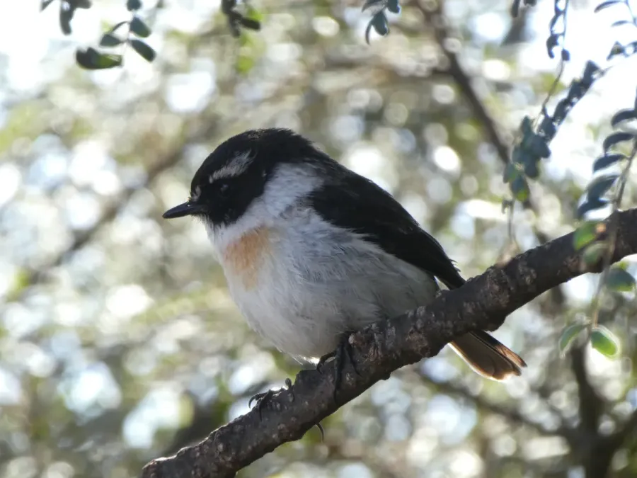 File:Male Réunion stonechat (Saxicola tectes).jpg