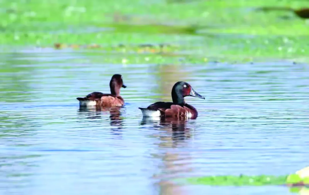 File:Aythya baeri in breeding site.jpg