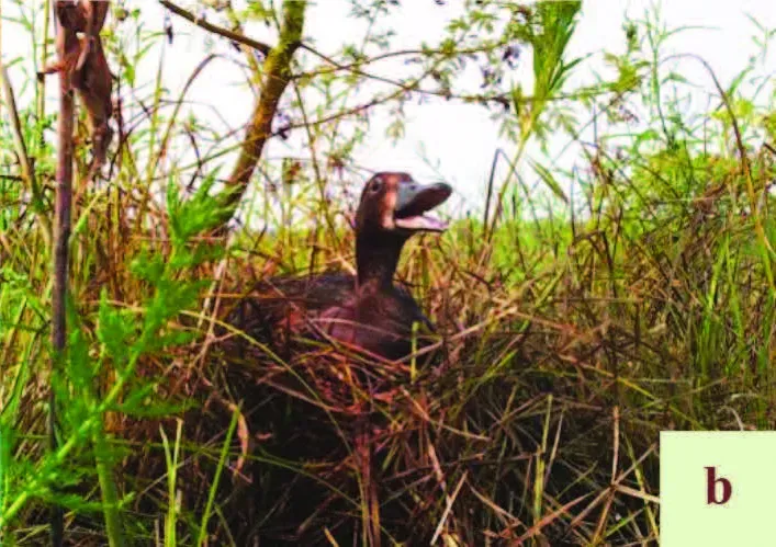 File:Aythya baeri hatching.jpg