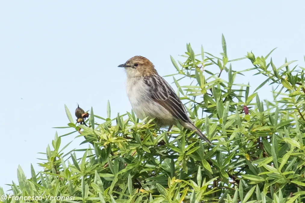 File:Aberdare Cisticola - Aberdares - Kenya CD5A1890.jpg