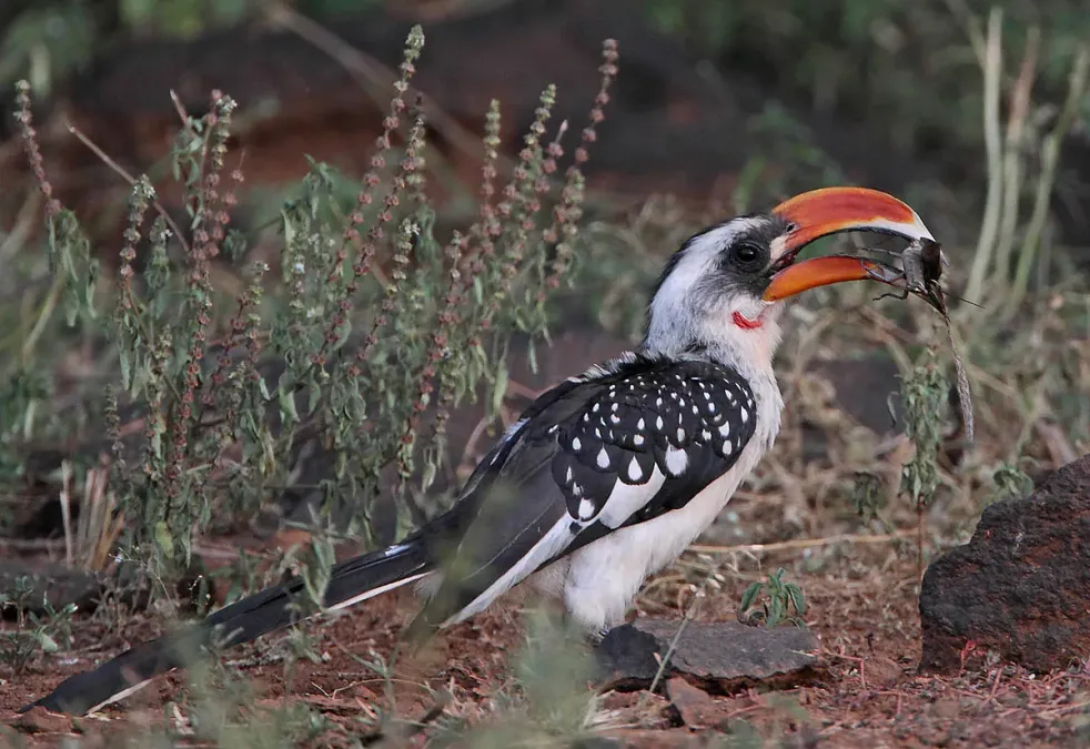 File:Tockus jacksoni -Kenya -male-8.jpg