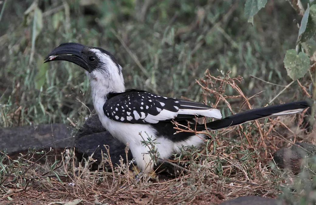 File:Tockus jacksoni -Kenya -female-8.jpg