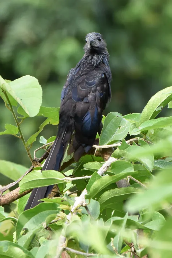 File:2022-05-15 Riefenschnabelani (Crotophaga sulcirostris) 03.JPG