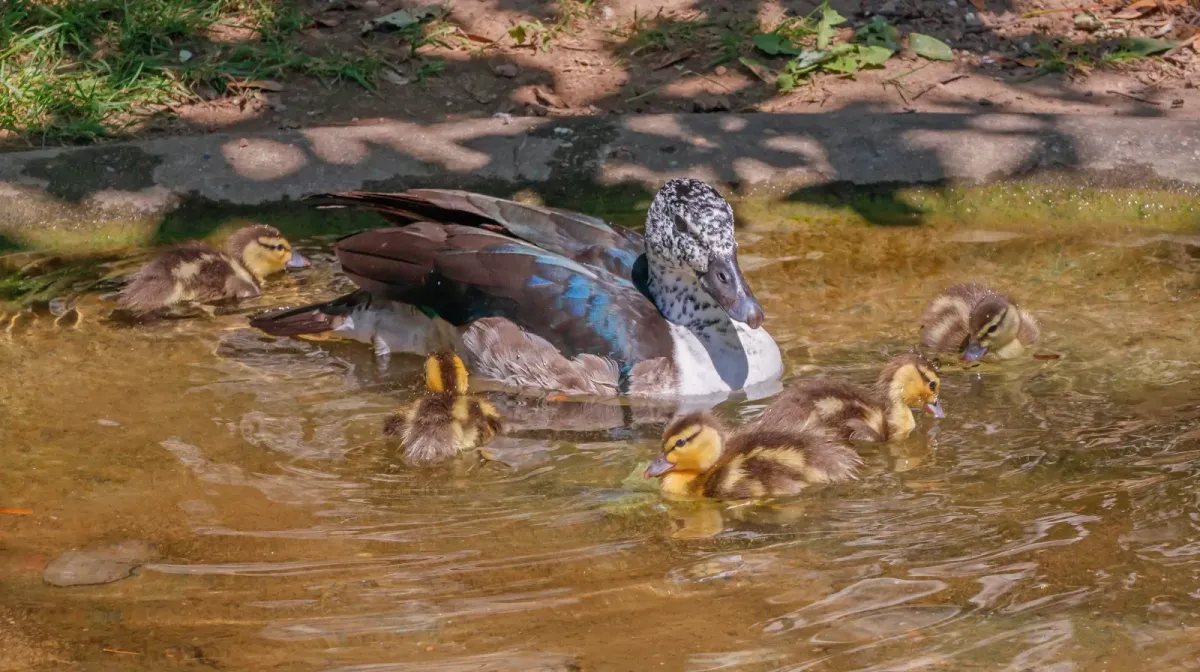 File:Sarkidiornis melanotos - Wilhelma 01.jpg