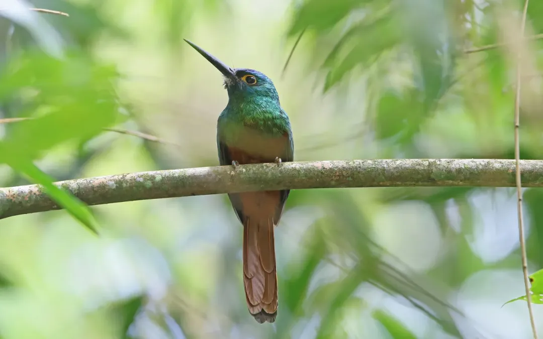 File:Galbula pastazae 166954176.jpg