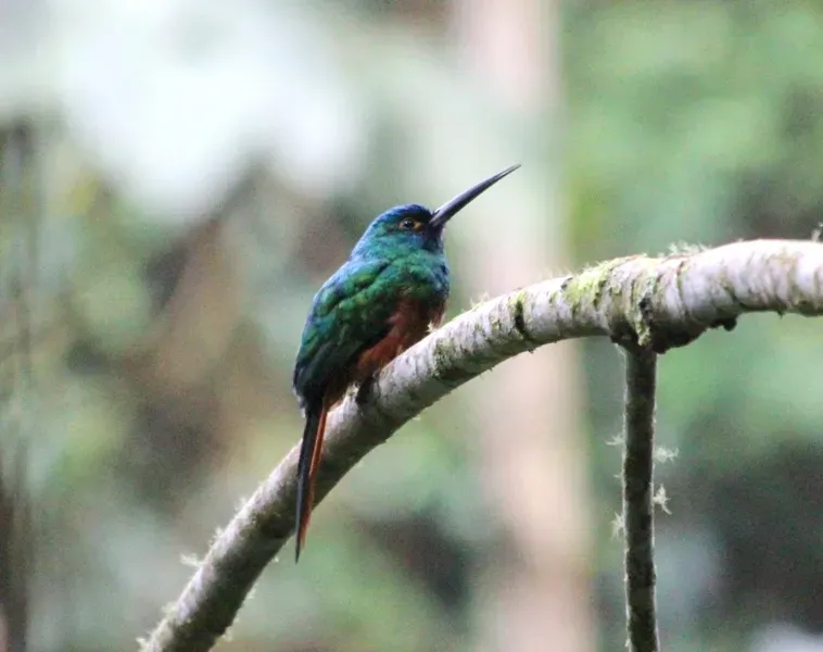 File:Galbula pastazae 158458996.jpg