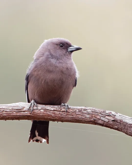 File:Artamus cyanopterus.jpg