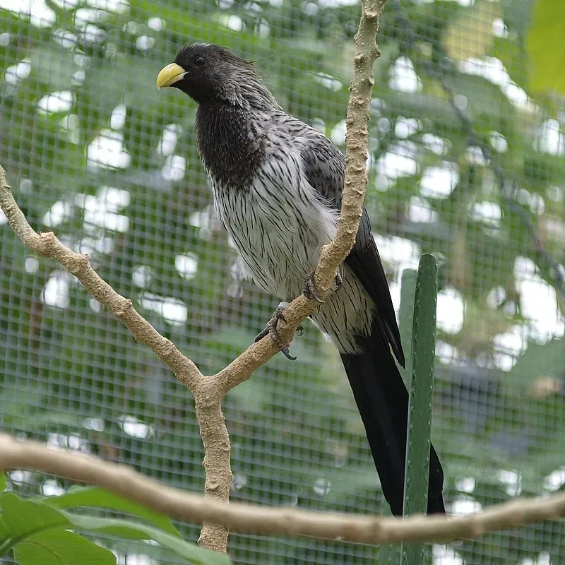 File:Crinifer piscator -at a zoo in Japan-8a.jpg