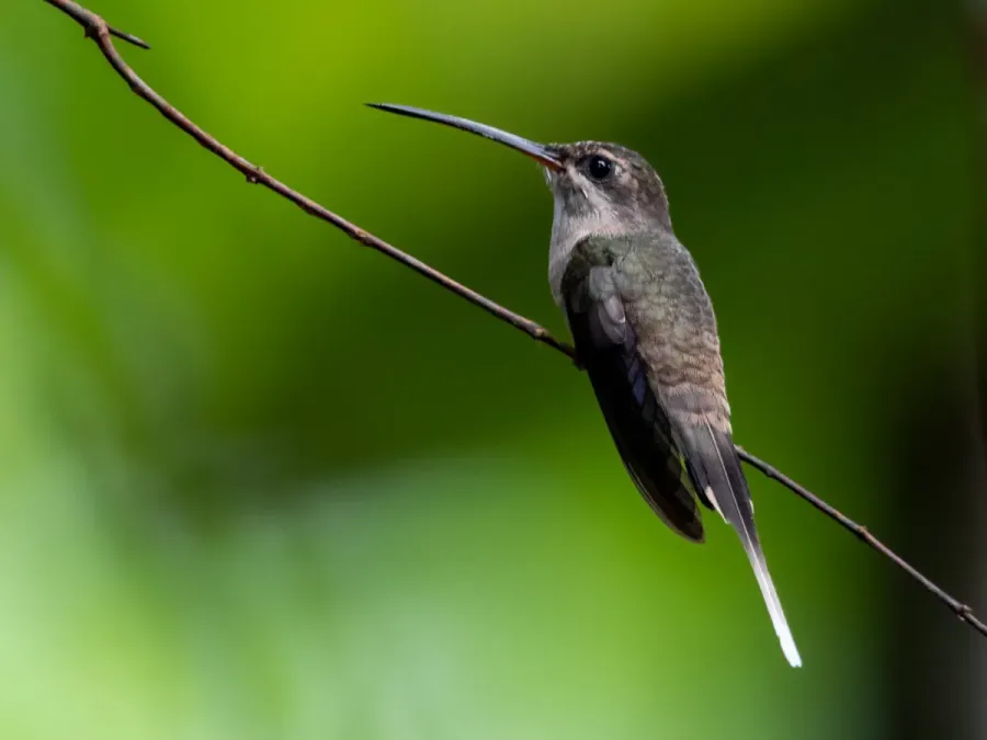 File:Phaethornis superciliosus Eastern Long-tailed Hermit, Novo Airão, Amazonas, Brazil.jpg