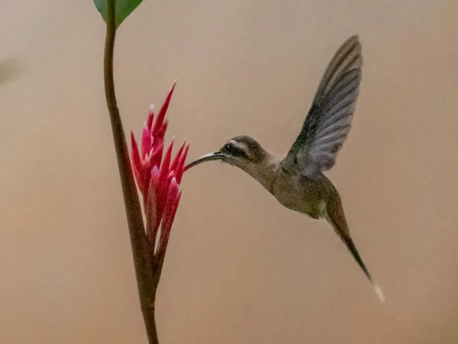 File:Phaethornis nattereri Cinnamon-throated Hermit; Chapada dos Guimarães, Mato Grosso, Brazil.jpg