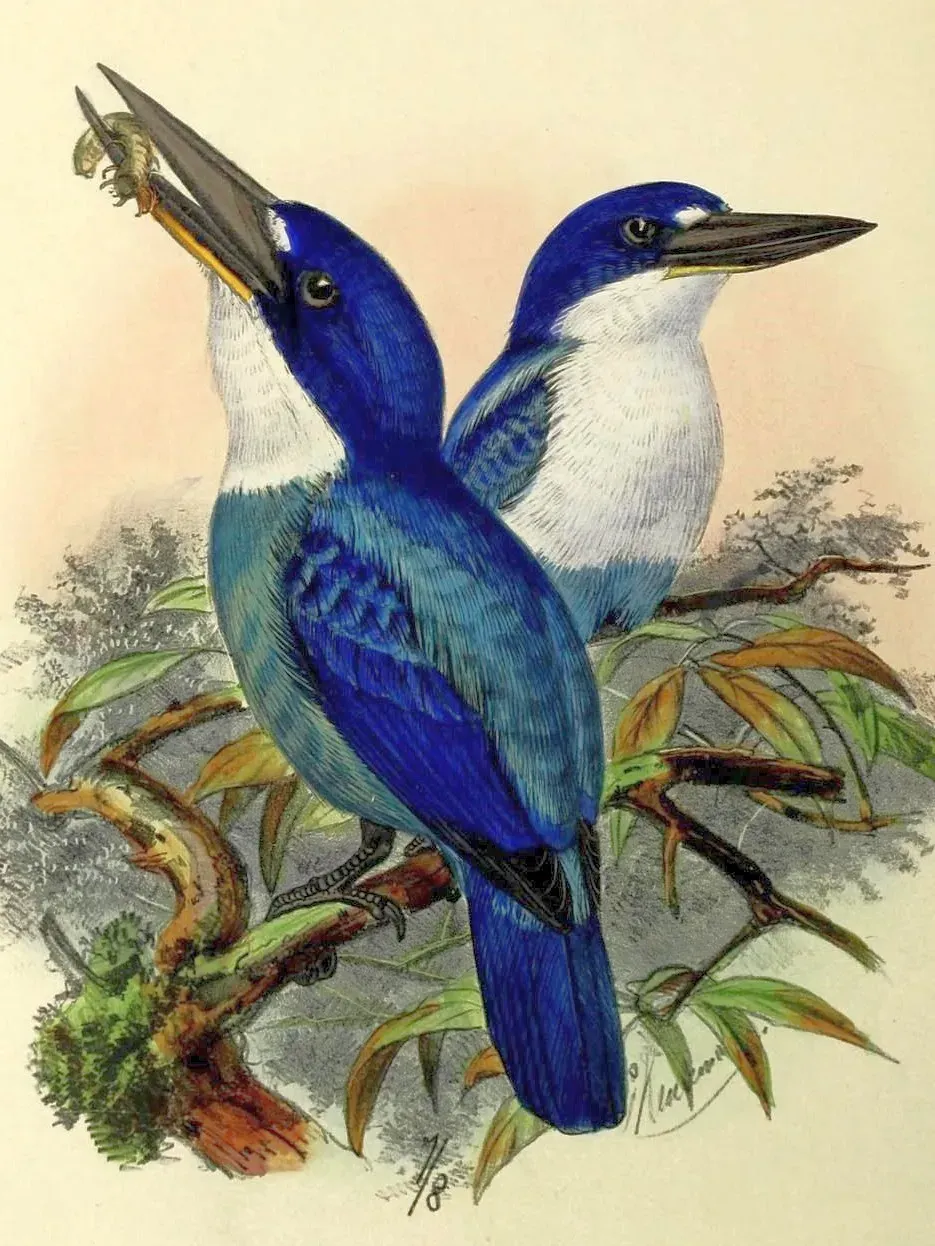 File:Todiramphus lazuli by John Gerrard Keulemans (cropped) 2.jpg