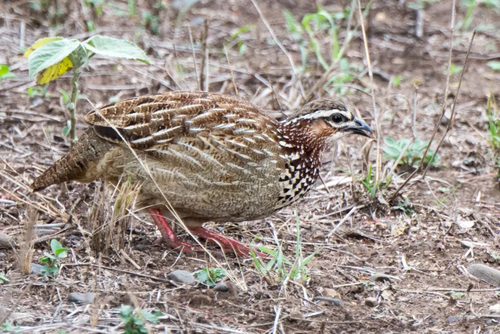 File:Ortygornis sephaena sephaena, Mpumulwana, KwaZulu-Natal, South Africa.jpg